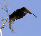 Turkey Vulture