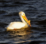 White Pelican