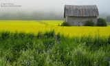 jaune et vert IMG_6361-800.jpg