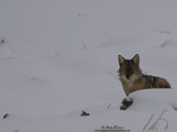 Coyote  IMG_93 90-800.jpg