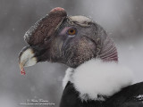 Condor des Andes IMG_0598-800.jpg