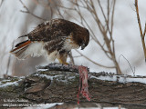 buse a queue rousse IMG_1036-640.jpg
