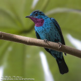 cotinga de cayenne IMG_0786-600.jpg