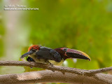 aracari vert IMG_0817--640.jpg