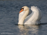 cygne tubercule IMG_3548-800.jpg