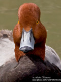 fuligule a tete rouge IMG_3233-800.jpg