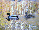 Mallard Pair