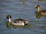 Northern Pintail