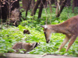 We have a standoff,  Ft Snelling St Pk