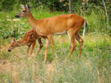 Whitetail Doe with fawn