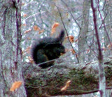 Black Squirrel