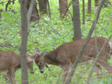 Testing their antlers