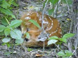 Moochers 2010 fawn