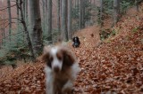 Swiss Forest Run