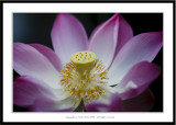 Lotus (Nelumbo nucifera)