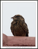 Savanna Nightjar ( Caprimulgus affinis )