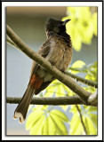 Red-vented Bulbul (Pycnonotus cafer)