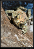 Black-spined Toad (Duttaphrynus melanostictus)