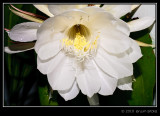 Bunga Wijaya Kusuma (Epiphyllum oxypetalum)