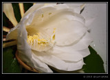 Bunga Wijaya Kusuma (Epiphyllum oxypetalum)