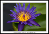 Water Lily (Nymphaeaceae)