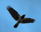 Northern Carrion Crow (Corvus corone cornix)
