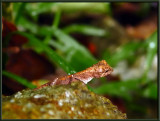 Okinawa Tree Lizard (Sakishima)