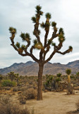 Desert Scene, Joshua