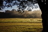 Early Autumn Fog