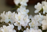 Azalea Cluster