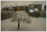 DSC_6011 bs.jpg