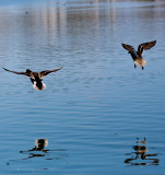 Ducks flying over water