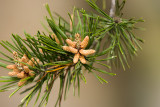 Pine Blooms