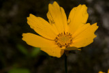 Yellow wild flower