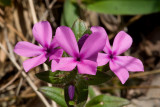 Pink Wild flowers