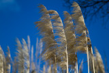 Pampas Grass