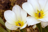 Tulips, white