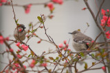 Chipping Sparrow and Mockingbird