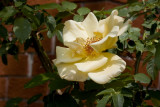 Blooming rose