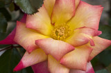 Multicolor rose