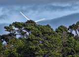 Brooklyn wind turbine from Karori Sanctuary