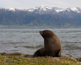 Seal at Kaikoura