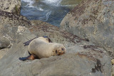 Seal at Kaikoura