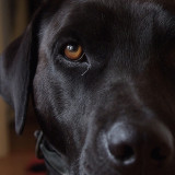 Black Lab