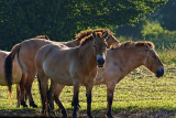 Mongolian Horses at Lelystad