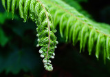 7 Nov 07 - Fern fronds