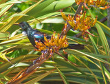 26 Nov 07 - Todays Tui