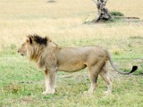 Lion - Masai Mara