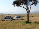 This the unfortunate reality of Masai Mara. Tourist flocking around one of the Big Five