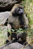 Horny Baboon